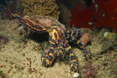 Hapalochlaena maculosa