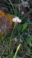 Allium canariense