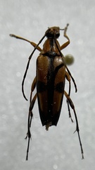 Etorofus subhamatus