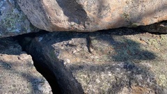 Egerniinae