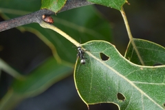 Formica fusca