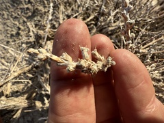 Artemisia spinescens