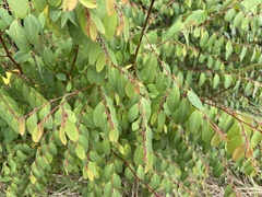 Phyllanthus gunnii
