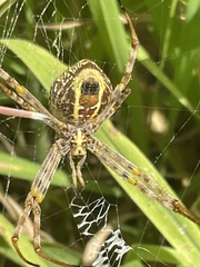 Argiope magnifica