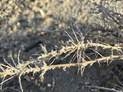 Artemisia spinescens