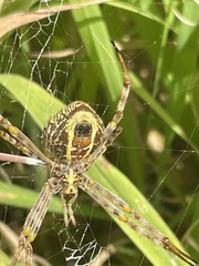 Argiope magnifica