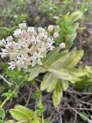 Asclepias mellodora