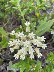 Asclepias mellodora