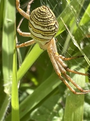 Argiope magnifica