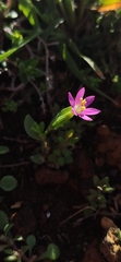 Centaurium tenuiflorum