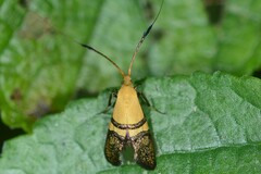Nemophora decisella