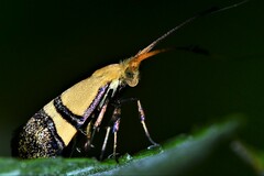 Nemophora decisella