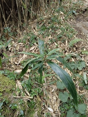 Ardisia crispa