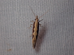 Plutella xylostella-australiana