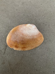 Tapes conspersus