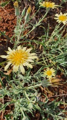 Tragopogon buphthalmoides