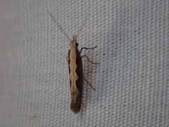 Plutella xylostella-australiana