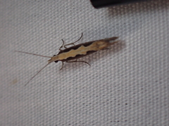 Plutella xylostella-australiana