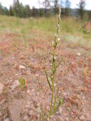 Polygonum douglasii