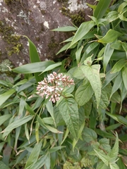 Eupatorium shimadae