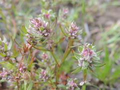Polygonum polygaloides confertiflorum