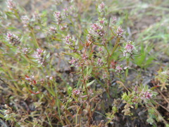 Polygonum polygaloides confertiflorum