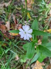Silene latifolia