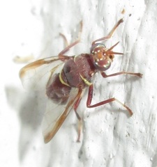 Dacinae