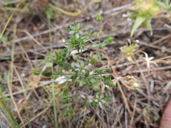 Arenaria serpyllifolia