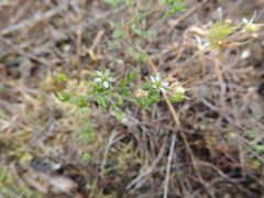 Arenaria serpyllifolia