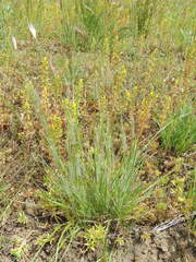 Danthonia unispicata