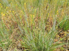 Danthonia unispicata