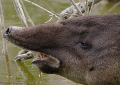 Tapirus bairdii
