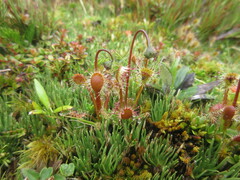 Drosera stenopetala
