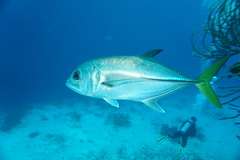 Caranx latus