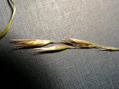 Danthonia unispicata