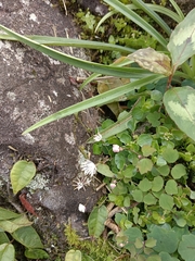 Thalictrum urbainii