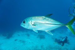 Caranx latus