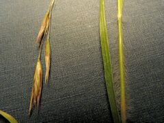 Danthonia unispicata