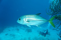 Caranx latus