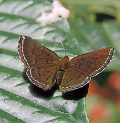 Chalodeta lypera