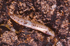 Cobitis taenia