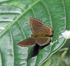 Chalodeta lypera