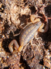Centruroides hentzi