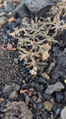 Polycarpaea divaricata