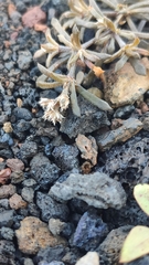 Polycarpaea divaricata