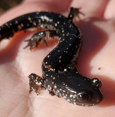 Plethodon grobmani