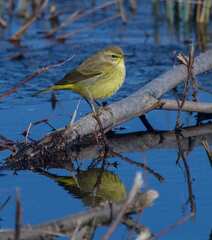 Setophaga palmarum hypochrysea