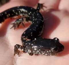 Plethodon grobmani