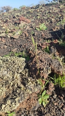 Brachypodium distachyon